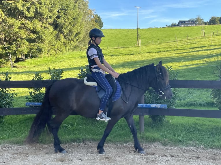 Aegidienberger Merrie 6 Jaar 144 cm Donkerbruin in Overath