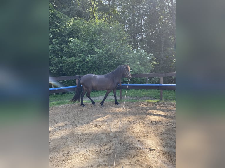 Aegidienberger Merrie 6 Jaar 144 cm Donkerbruin in Overath