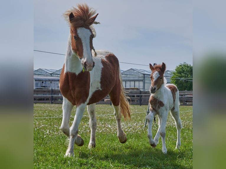 Aegidienberger Merrie 7 Jaar Gevlekt-paard in Parsdorf