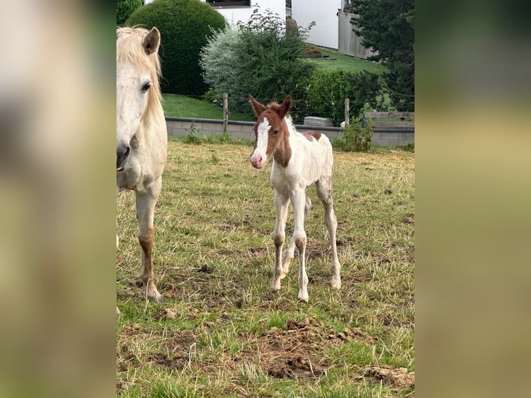 Aegidienberger Merrie veulen (06/2024) 145 cm Gevlekt-paard in Rheinbach