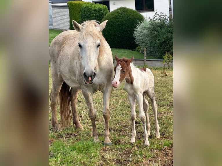 Aegidienberger Merrie veulen (06/2024) 145 cm Gevlekt-paard in Rheinbach