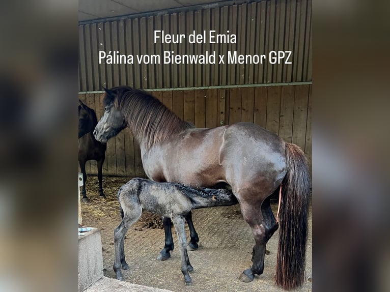 Aegidienberger Merrie Veulen (01/2026) 145 cm Zwart in Schmelz