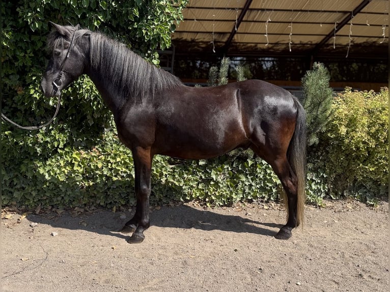 Aegidienberger Ruin 5 Jaar 142 cm Zwartschimmel in Bad Honnef