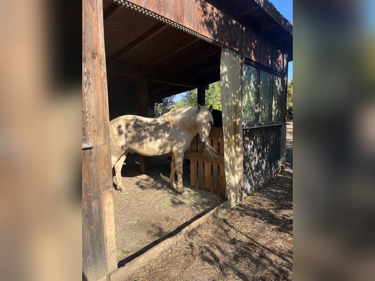 Aegidienberger Ruin 7 Jaar 148 cm Palomino in Riehen