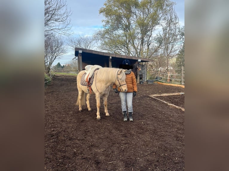Aegidienberger Ruin 7 Jaar 148 cm Palomino in Riehen
