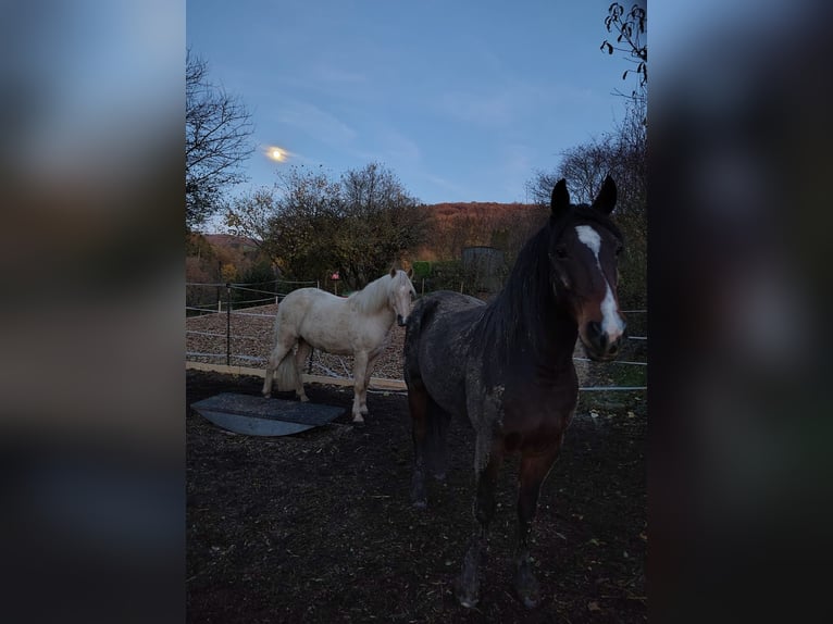 Aegidienberger Ruin 7 Jaar 148 cm Palomino in Riehen