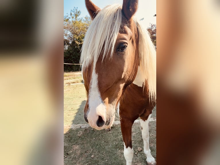 Aegidienberger Ruin 9 Jaar 148 cm Gevlekt-paard in AdelsheimAdelsheim