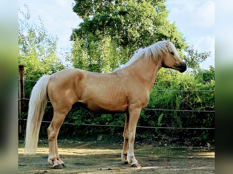 Aegidienberger Semental Palomino in Hohn