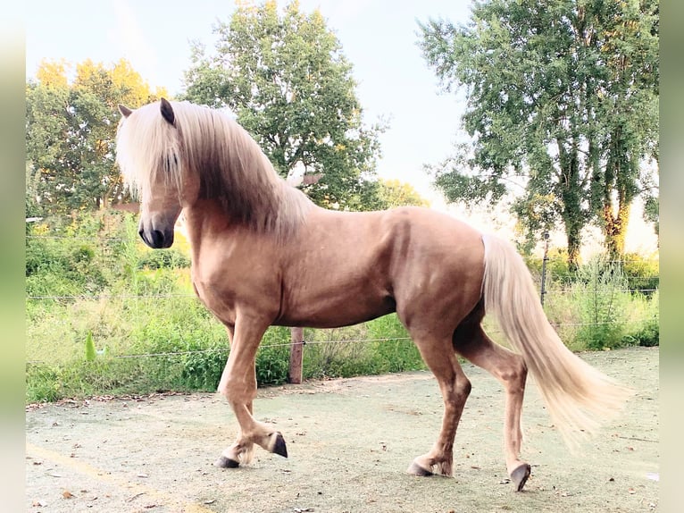 Aegidienberger Semental Palomino in Hohn