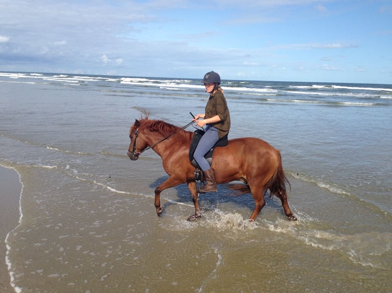 Aegidienberger Stallion 17 years 14.1 hh Chestnut-Red in Lies