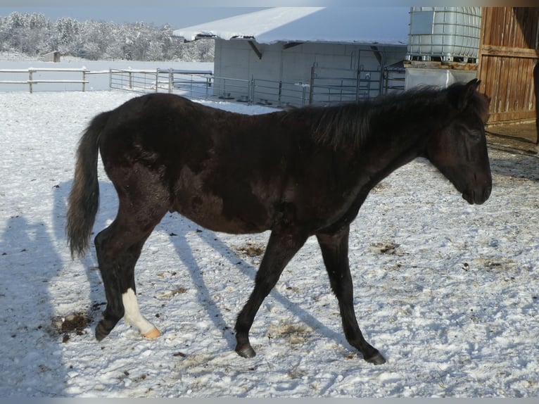 Aegidienberger Stallion 1 year Black in Rott