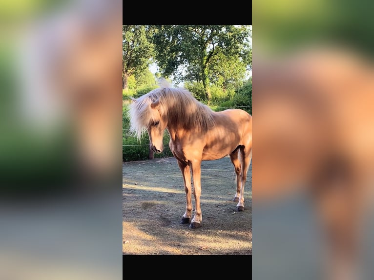 Aegidienberger Stallion Palomino in Hohn