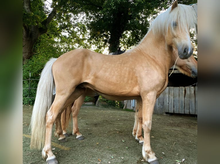 Aegidienberger Stallion Palomino in Hohn