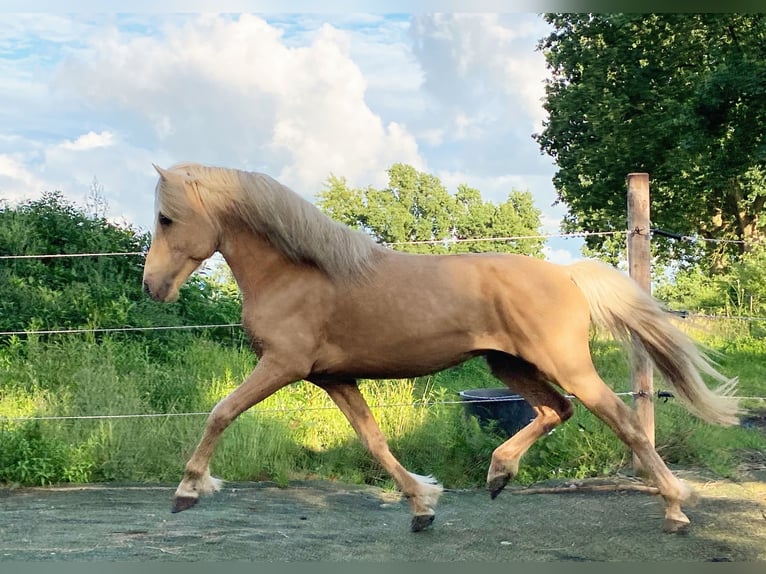 Aegidienberger Stallion Palomino in Hohn