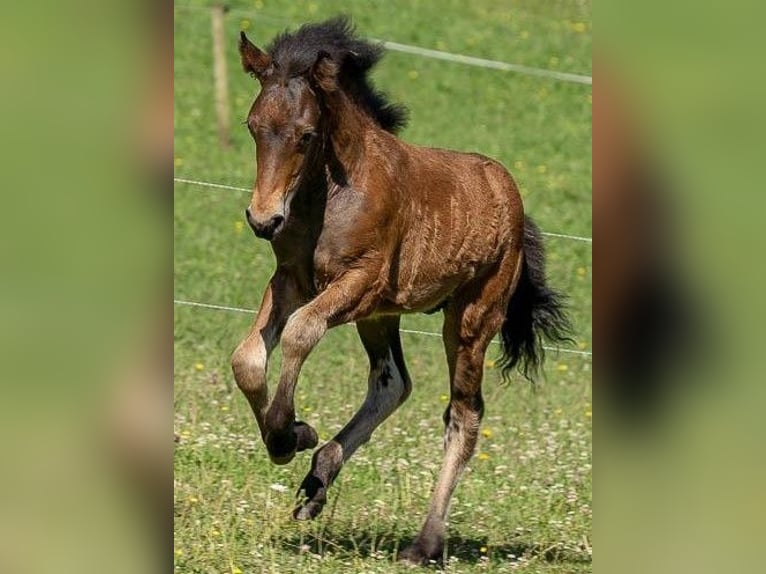 Aegidienberger Stallone 2 Anni 147 cm Baio in Lampaden