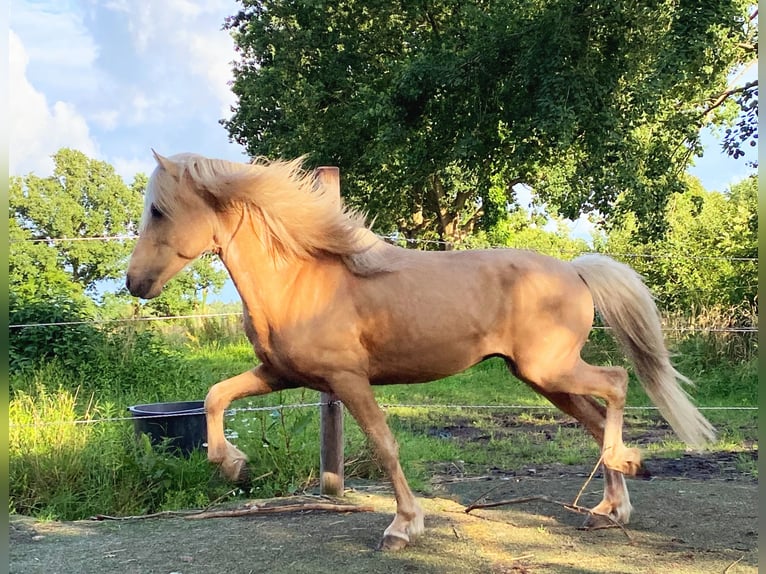 Aegidienberger Stallone Palomino in Hohn