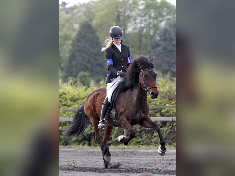 Aegidienberger Sto 13 år 145 cm Brun in Alfter