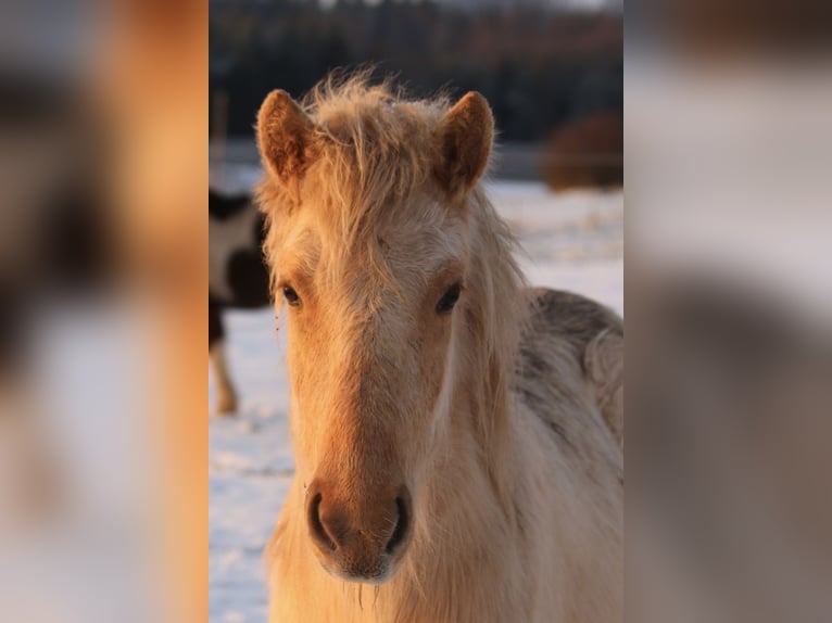 Aegidienberger Stute 2 Jahre 140 cm Palomino in Schmelz