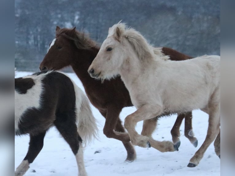 Aegidienberger Stute 2 Jahre 140 cm Palomino in Schmelz