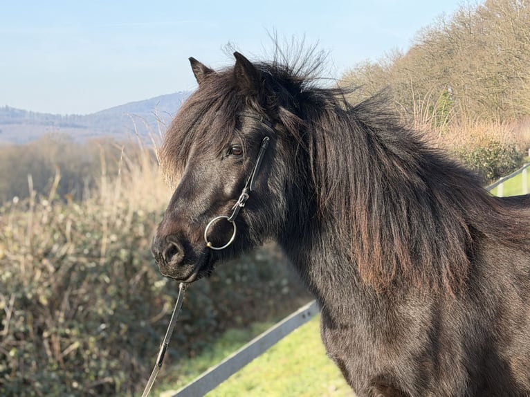 Aegidienberger Stute 6 Jahre 144 cm Rappe in Bad Honnef