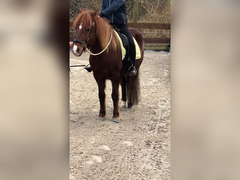 Aegidienberger Valack 17 år 145 cm fux in Nordstemmen