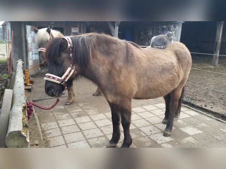 Aegidienberger Wallach 14 Jahre 148 cm Falbe in Mertingen