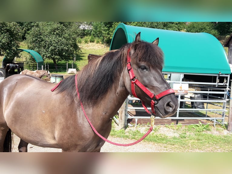 Aegidienberger Wallach 14 Jahre 148 cm Falbe in Mertingen