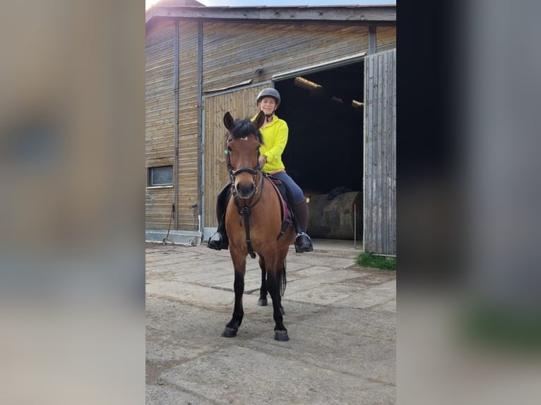 Aegidienberger Wallach 15 Jahre 145 cm Brauner in Worbis