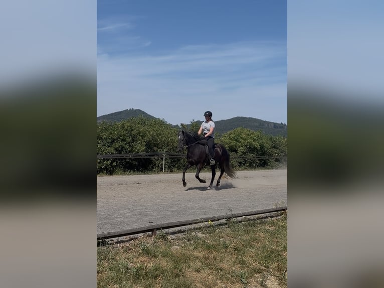 Aegidienberger Wallach 5 Jahre 142 cm Rappschimmel in Bad Honnef
