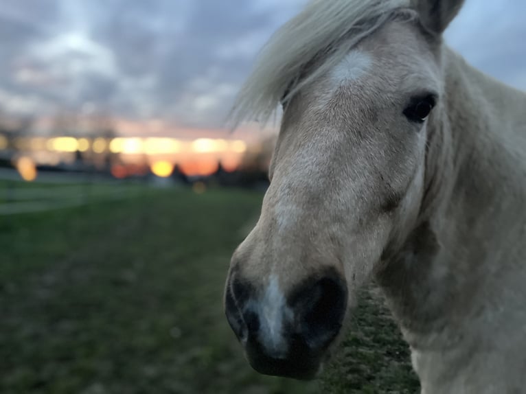 Aegidienberger Wallach 7 Jahre 148 cm Palomino in Riehen