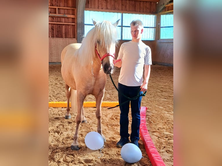 Aegidienberger Wallach 7 Jahre 148 cm Palomino in Riehen