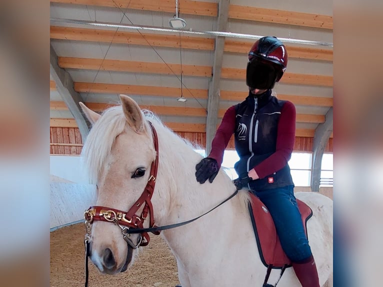 Aegidienberger Wallach 7 Jahre 148 cm Palomino in Riehen