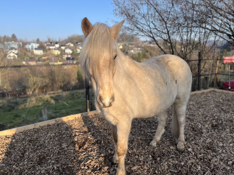 Aegidienberger Wallach 7 Jahre 148 cm Palomino in Riehen