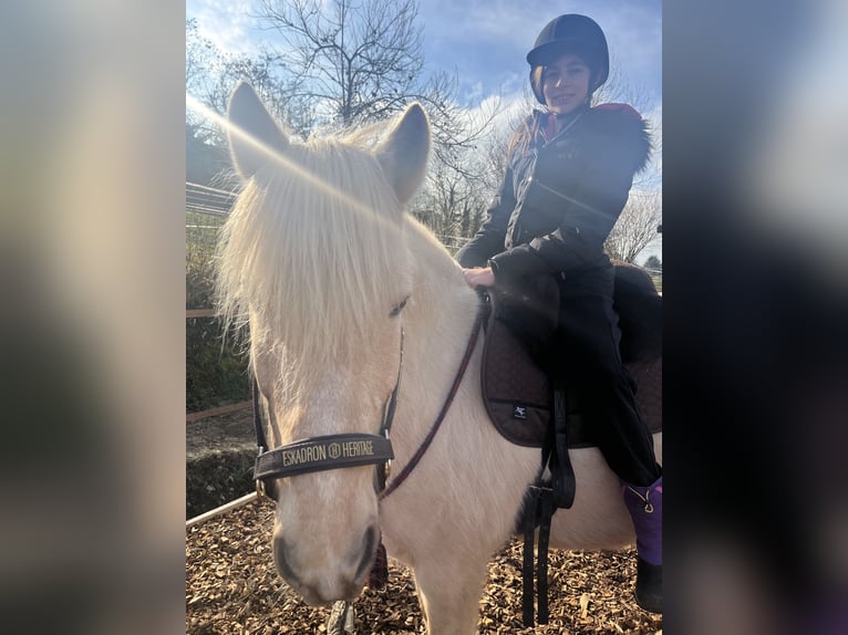 Aegidienberger Wallach 7 Jahre 148 cm Palomino in Riehen