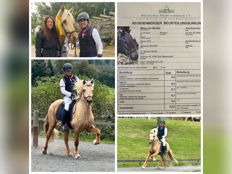 Aegidienberger Wallach 7 Jahre 151 cm Palomino in Bad Münstereifel