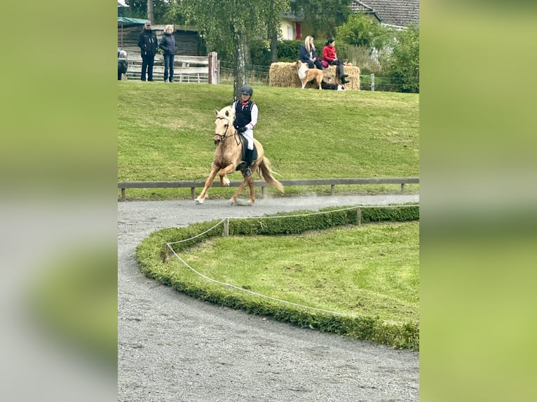 Aegidienberger Wallach 7 Jahre 151 cm Palomino in Bad Münstereifel