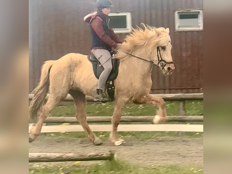 Aegidienberger Wallach 7 Jahre 151 cm Palomino in Bad Münstereifel