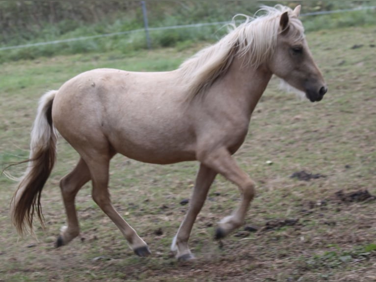 Aegidienberger Yegua 2 años 140 cm Palomino in Schmelz