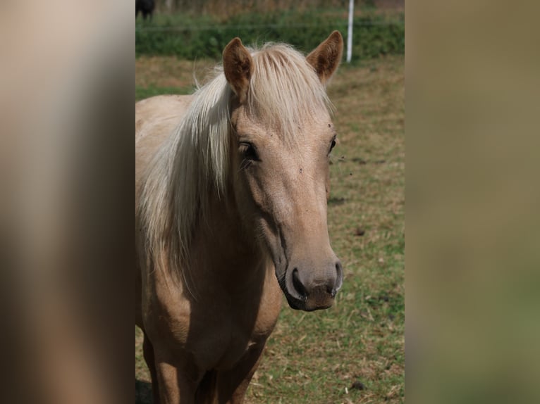 Aegidienberger Yegua 2 años 140 cm Palomino in Schmelz