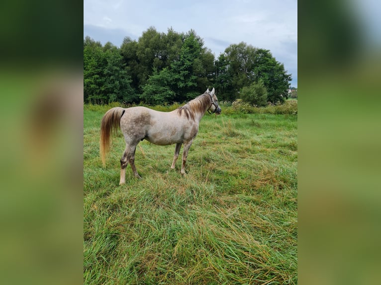 Ägyptischer Araber Hengst 10 Jahre 154 cm Apfelschimmel in Schiffweiler