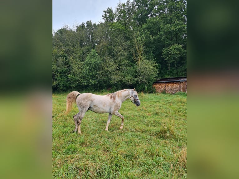 Ägyptischer Araber Hengst 10 Jahre 154 cm Apfelschimmel in Schiffweiler