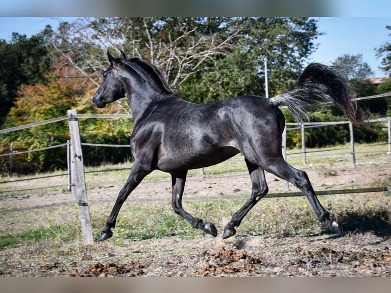 Ägyptischer Araber Hengst 12 Jahre 148 cm Rappe in Saulnaypaulnay