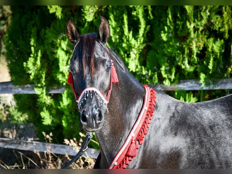 Ägyptischer Araber Hengst 12 Jahre 148 cm Rappe in Saulnaypaulnay