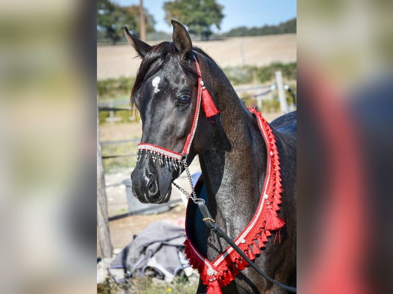 Ägyptischer Araber Hengst 12 Jahre 148 cm Rappe in Saulnaypaulnay