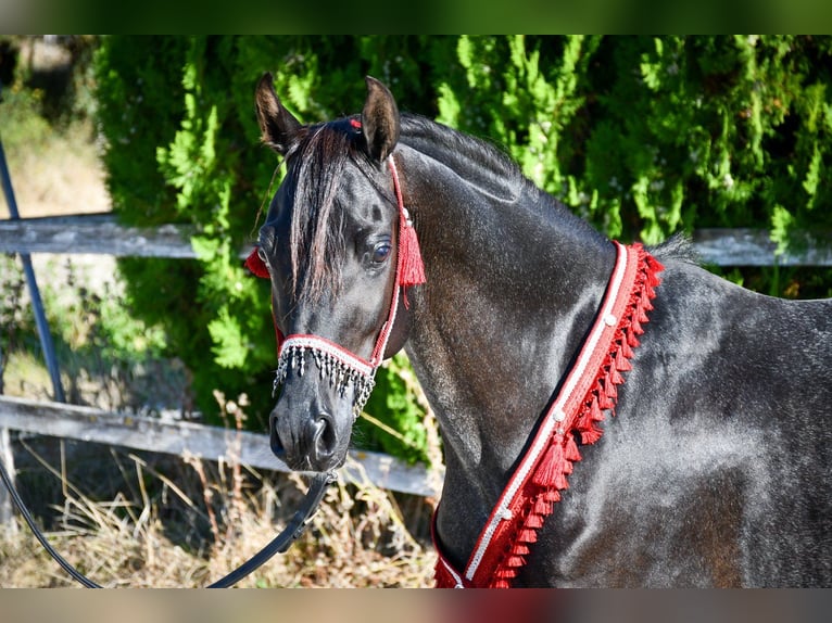 Ägyptischer Araber Hengst 12 Jahre 148 cm Rappe in Saulnaypaulnay