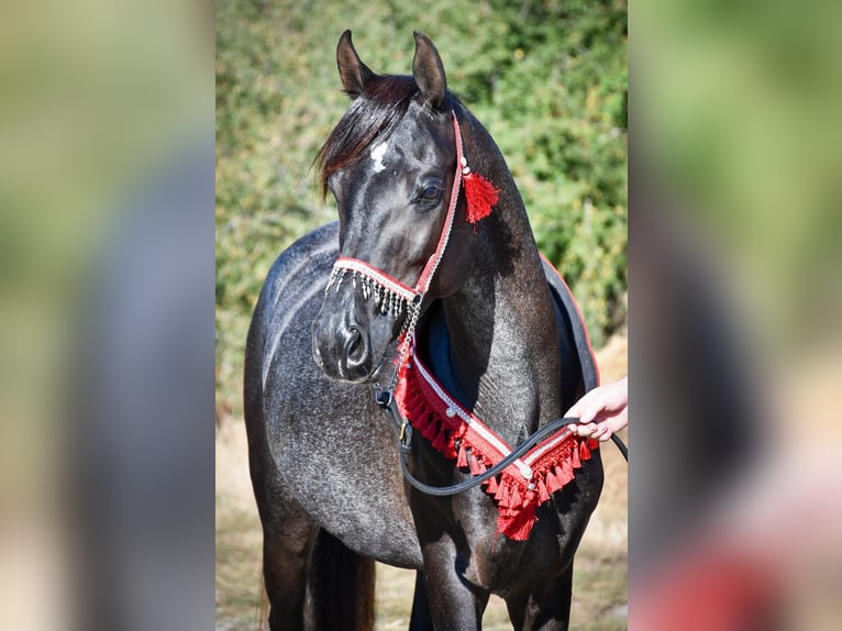 Ägyptischer Araber Hengst 12 Jahre 148 cm Rappe in Saulnaypaulnay