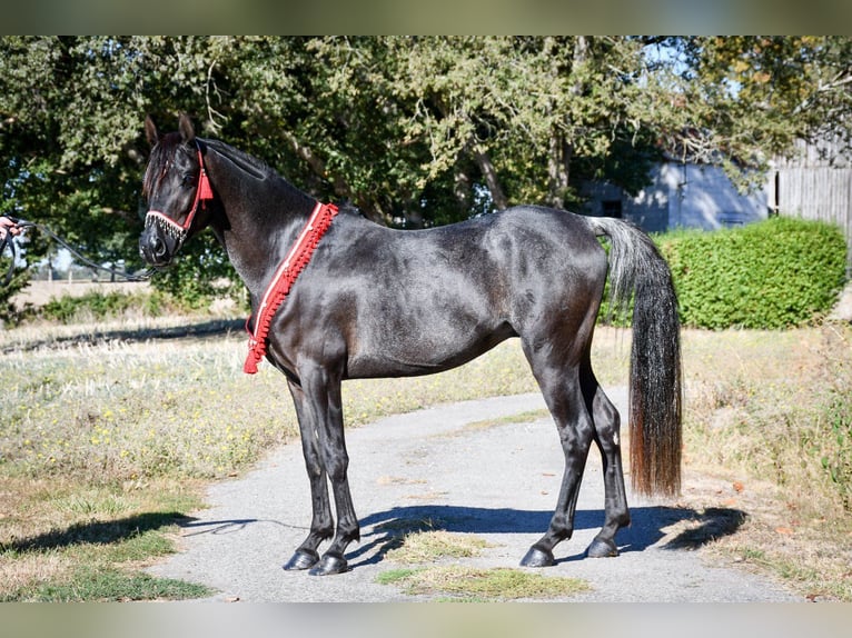 Ägyptischer Araber Hengst 12 Jahre 148 cm Rappe in Saulnaypaulnay