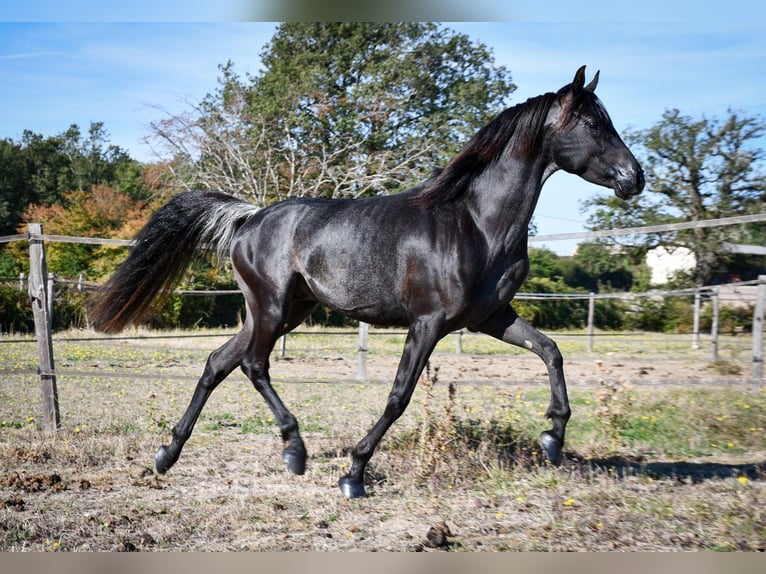 Ägyptischer Araber Hengst 12 Jahre 148 cm Rappe in Saulnaypaulnay
