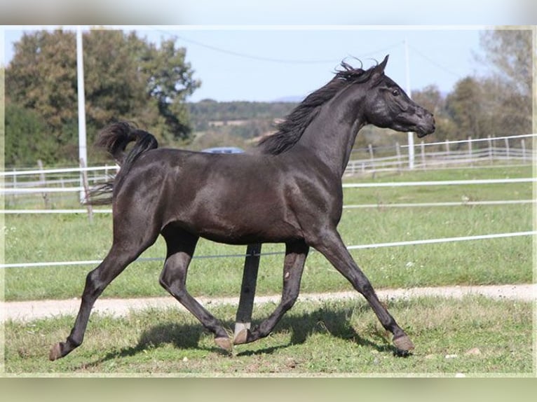 Ägyptischer Araber Hengst 12 Jahre 157 cm Rappe in A Coruña