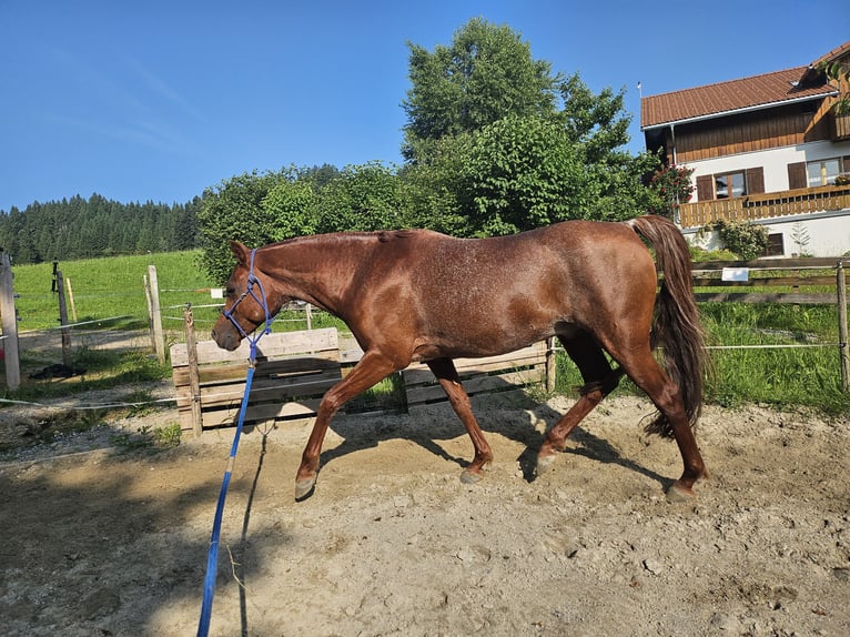Ägyptischer Araber Hengst 13 Jahre 147 cm Fuchs in Oberstaufen Ägyptischer Araber Hengst 13 Jahre 147 cm Fuchs in Oberstaufen